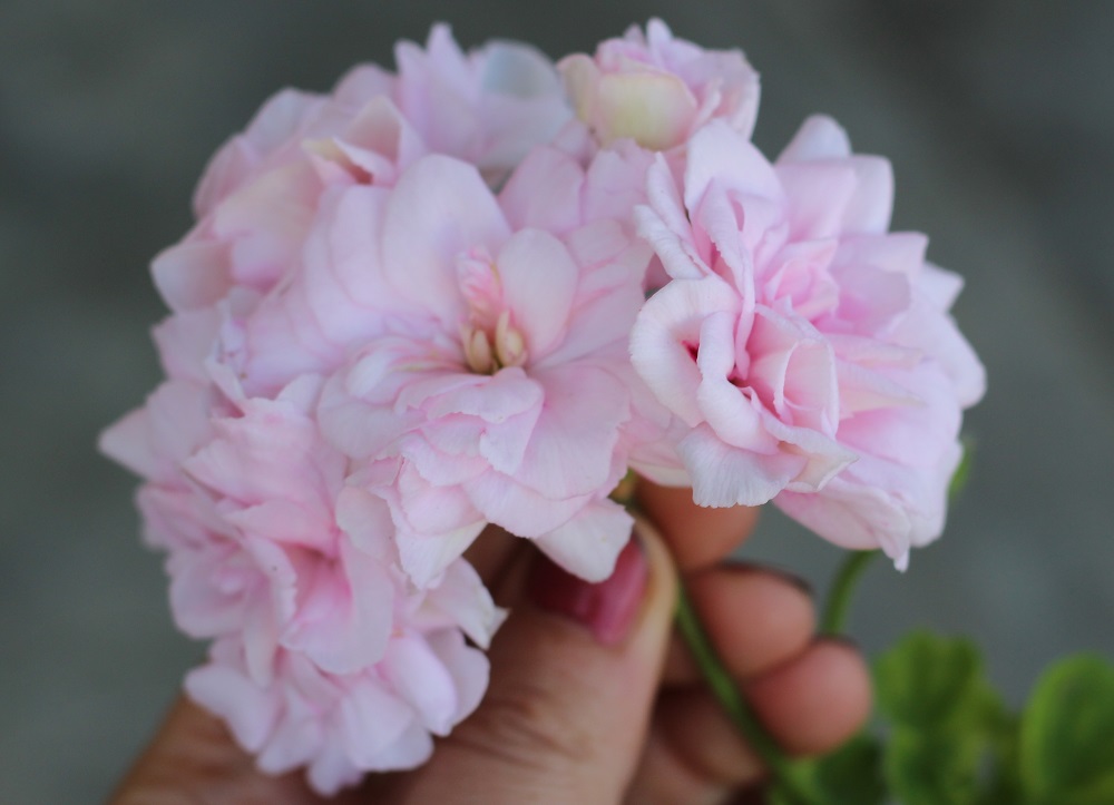 Milfield rose соцветие, купить герань в цветочном магазине Villa Ma